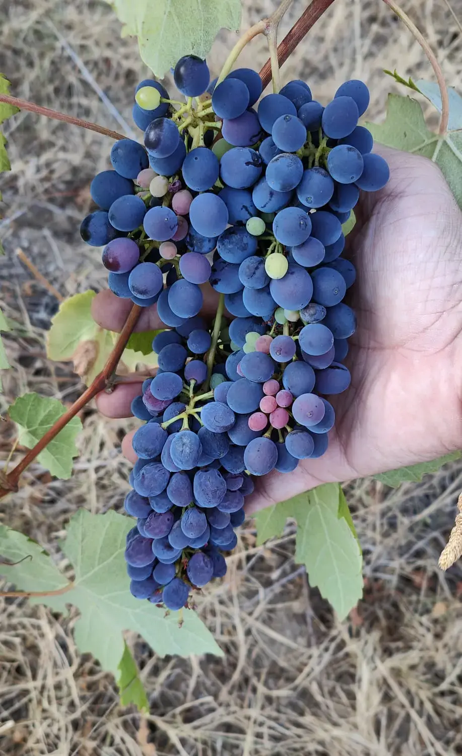 Raïm de Cabernet Sauvignon en fase de verol, amb grans blaus i verds barrejats, a la vinya de Xavi Balaguer