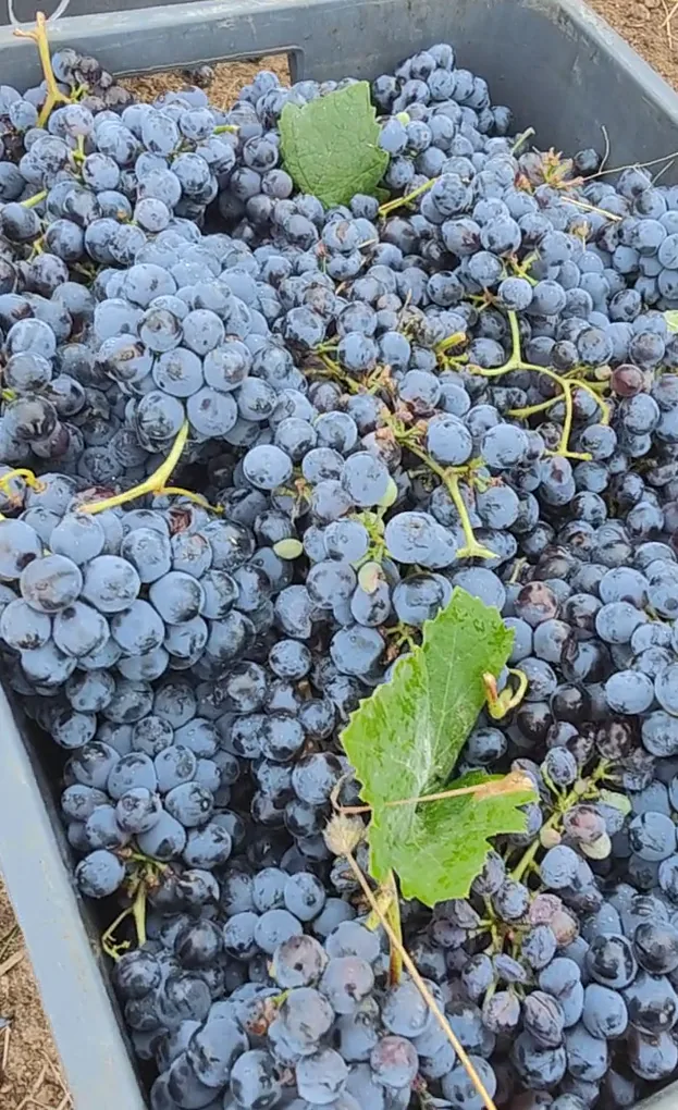 Caixa de Cabernet Sauvignon acabat de veremar a la vinya de Xavi Balaguer, amb els grans coberts de pruïna